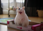 玉石的图片,你买的玉多少钱？在商场买玉有没有假货？