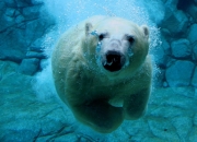 俄罗斯玉石价格,俄罗斯玉石的进口关税是多少？