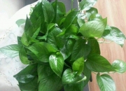 家中种绿萝风水不好吗,卧室里可以放绿萝吗，养绿萝需要注意什么？