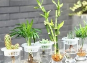 用什么水最养玉,翡翠在清水中浸泡，能提高翡翠的品质吗？