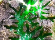 翡翠在哪里买比较靠谱,网上买翡翠可靠吗？哪家翡翠店信誉好？