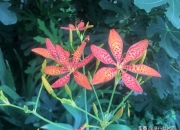 门前最旺风水的花,种花家门前种什么花方便打理又好看？