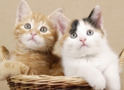 缅甸翡翠手镯多少钱一个,缅甸翡翠很贵吧？一个手镯大约多少钱？