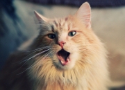 如何找玉石,任务要20的钢玉石怎么找？？