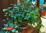 家太干净风水不养人,在现实生活中风水真的那么重要吗？