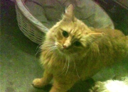 石头的功效,办公室石头摆放有什么风水功效？