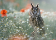 坟地里埋什么旺后人,下葬都需要准备那些东西？