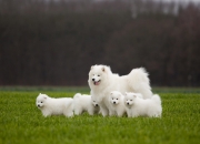 长期戴玉的好处和坏处,玉手镯真的越带越好吗？养是什么意思？