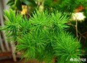 门前最旺风水的花,家门口摆放什么植物比较好？