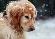 一般石头用什么油保养,怎么给石头上油，如何保养？