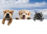 如何鉴定翡翠的真假,如何鉴定翡翠鉴定证书的真假？