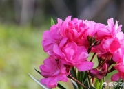 家里万万不要养这3种花,卧室不适合摆放什么花卉？