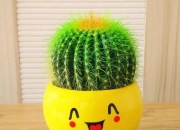 室内适合养的18种植物,想问一下大家室内绿植，养什么容易活？