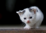 玉的作用和好处,什么样的玉带着会对身体有好处?