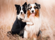 怎么看玉的好坏,玉有多硬，刀刻的动吗？怎么看玉的好坏？