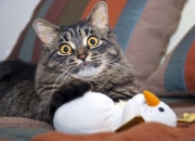 怎么鉴定翡翠真假,谁知道怎么鉴定翡翠的真假？