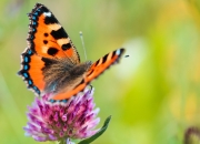 翡翠b货的5大鉴定特征,如何鉴定翡翠是A货，B货和C货