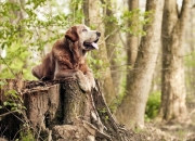 玉和玻璃的鉴别方法,岫岩玉的鉴别方法有哪些呢？