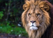 玉石与砭石哪个对人体好,玉石，锗石，砭石，托玛琳有什么不同？