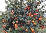 庭院十大吉祥之树,请问有什么适合庭院种植的果树？