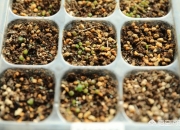 石花长什么样子图片,生石花三年后还能长大吗？