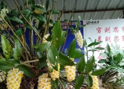 石斛图片,石斛的种类包括哪些？作用各有何不同？