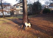 玉怎么看品相,求懂玉的行家鉴定 品相 价值如何？