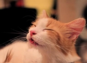 100多年的玉手镯值钱吗,有水线的昆仑玉手镯还值钱吗