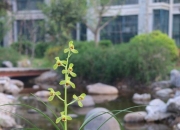 石花菜生长在什么地方,黄鳝一般生长在什么地方？