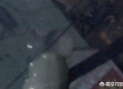 真正的玉石怎么辨别,怎样才能鉴别真玉石的假玉？