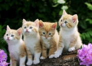 石粉选粉设备,加工60目石粉用哪种磨粉机比较好？