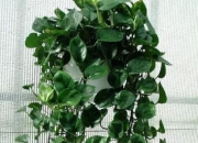 6种会带来晦气的盆栽绿植,客厅盆栽植物容易死掉是什么原因？