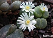 石花是什么样子的,多肉生石花。摄影怎么拍？
