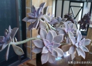 石头花长什么样子的图片,宝石花能浇营养水吗？注意什么？