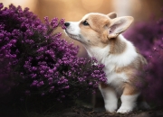 天河石值钱吗,天然天河石和染色天河石的区别？