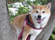 吊顶神器保养与清洗,厨卫集成吊顶怎么清洗和保养？