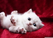 和田玉鉴定书怎么查真假,和田玉鉴定书鉴定的到底是什么玉？