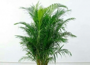 6种会带来晦气的盆栽绿植,客厅大，花盆栽什么花好？