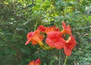 庭院十大吉祥之花,农家院里种植什么样的花，可以耐热耐寒？