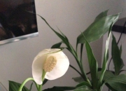 祖母绿的寓意,木佐祖母绿跟普通的祖母绿有什么区别？