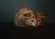 东西走向,农村的耕地，为什么感觉东西走向的居多？