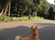 什么时候有射手座流星雨？