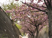 如何鉴定石头是不是玉,外表是石头里面是玉怎样鉴定？