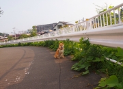 广西有什么玉原石,玉原石的鉴别方法是什么？