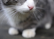 百家姓单姓多少个,复姓多少个？