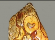 玉文化的起源和历史,奇石文化最早起源于哪个时代？