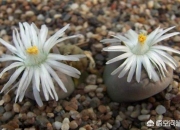 石花治疗什么病,海石花的功效与作用是什么？