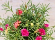 庭院十大吉祥之花,家里的小花园里适合种植什么花朵？