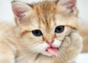 石斛的功效与作用禁忌,铁皮石斛有哪些功效与作用及食用方法？