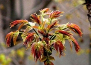 种什么果树最镇宅,植树节前后，农村院子里栽什么树比较好？